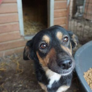 MOKKA - reserviert TST Rösrath - vermittelt