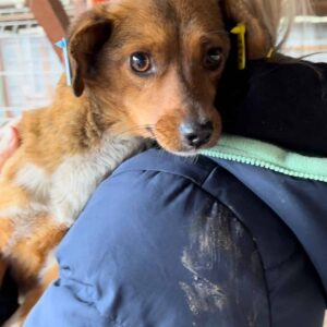 KAYA - auf PDR PS im PLZ Bezirk 66 - vermittelt