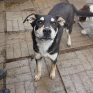 LANIE - reserviert Alexandra - vermittelt