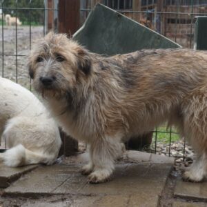 BOSSE - überfordert und gestresst - ausgereist zum TST Rösrath