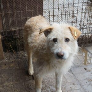 DELION (♂) - vermisst 11/24