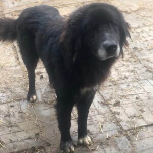 RASMUS - ausgereist zum Kinder- und Tierschutzhof Hahnenberg