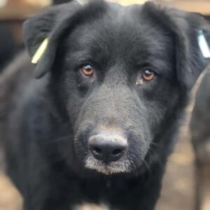 ECLIPSE (♀) - seit 2021 im Shelter