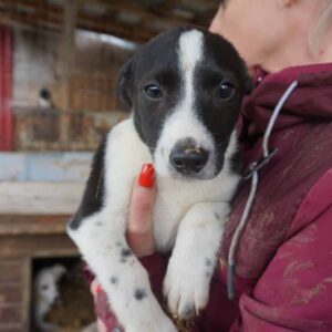 HOSHI- reserviert JW - vermittelt