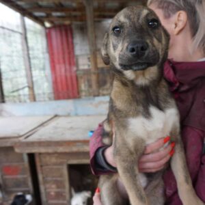 BABETTE - reserviert Betty - vermittelt