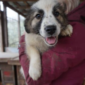 DALU - auf PDR PS im PLZ Bezirk 49 *vermittelt*