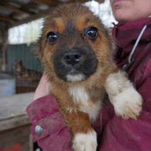 EMMIE - auf PDR PS im PLZ Bezirk 97 - vermittelt