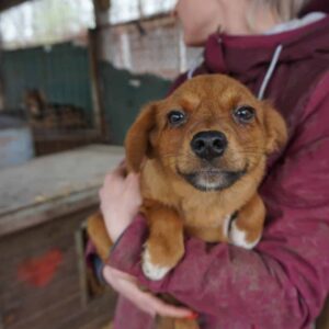 MONI - reserviert Tierheim Gifhorn - vermittelt