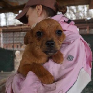 LA FEE - reserviert MD - vermittelt