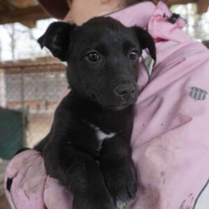 ESINA – reserviert Tierheim Gifhorn - vermittelt