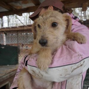 TAJU (= JORY) - vermittelt