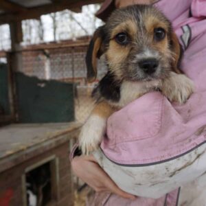 YAMIR - auf PDR PS in PLZ Bezirk 74 - vermittelt