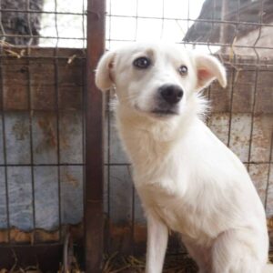 DAJA - linkes Vorderbein amputiert - vermittelt Nadine