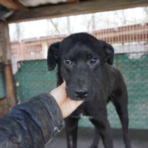 PAROOKA - beginnende Hautprobleme - vermittelt Betty