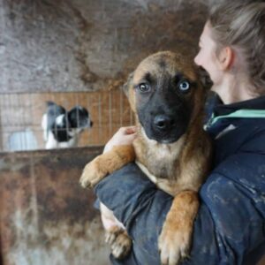 AL CAPONE - sollte zeitnah ausreisen - vermittelt JW