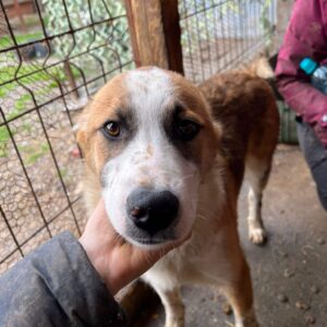 VALEO - vermittelt NadineH