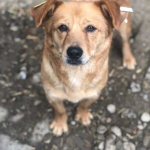 LANEA - reserviert TH Lingen - vermittelt