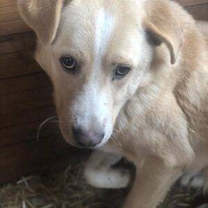 BERRY (♂) - vermisst 11/24