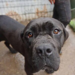 LUCIANA - reserviert Kinder- und Tierschutzhof Hahnenberg e.V. - vermittelt