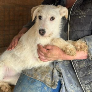 NOODLE - auf PDR PS im PLZ Bezirk 88 *ausgereist*