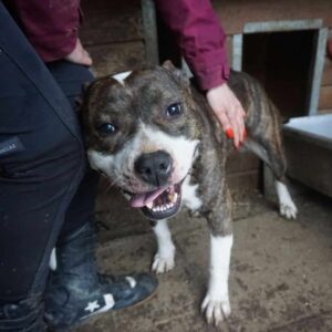 HERCULES - in Rumänien vermittelt 07/2024