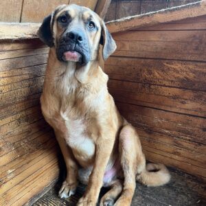 BUCKLEY - ausgereist zu Vierbeiner in Not