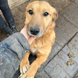 EMILY - reserviert KM - vermittelt