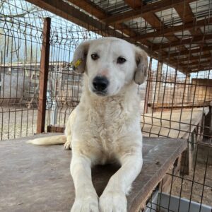 SOFIE - auf PDR PS im PLZ Bezirk 64 - vermittelt