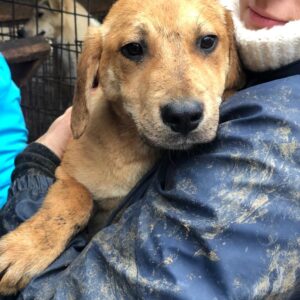 TIMON - ausgereist zum Kinder- und Tierschutzhof Hahnenberg