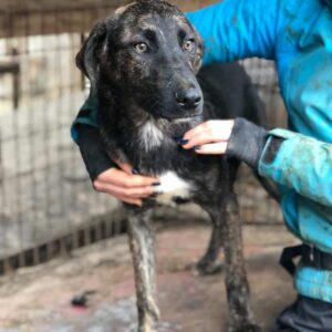 HAGEN - vermittelt Betty