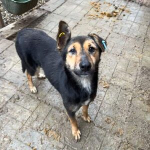 PETZY - aktuell zu dünn - reserviert für Tierhilfe Lebenswert - vermittelt