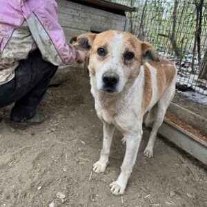 CHEWY - vermisst 09/23