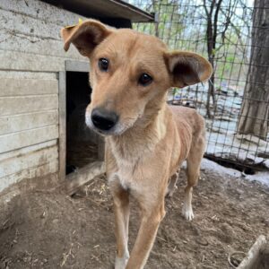 YUMMI - völlig abgemagert - vermittelt NadineH