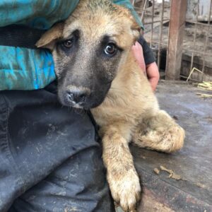 FARAH - reserviert LS - vermittelt