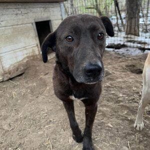 SUGGAR - Notfall - ausgereist zum TST Rösrath