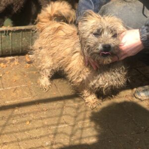 SMOOTHIE - reserviert 4animals - vermittelt