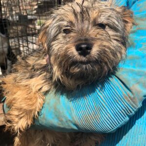 SNOEPIE - reserviert 4animals - vermittelt