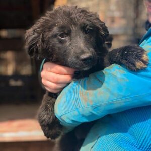 YARAH - auf PDR PS im PLZ Bezirk PLZ 21 - vermittelt