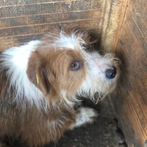 NATANJA - auf PDR PS im PLZ Bezirk 18 - vermittelt