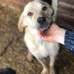 PINA - ausgereist zum TST Rösrath