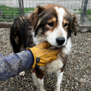 MARLENE - völlig überforderte Oma - reserviert TH Filderstadt - vermittelt