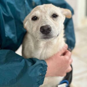 ZANDY - reserviert Arche Noah Bidingen - vermittelt