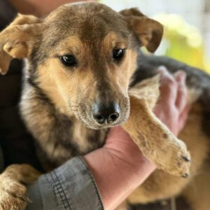 PAULINCHEN - sollte zeitnah ausreisen - reserviert Arche Noah Bidingen - vermittelt