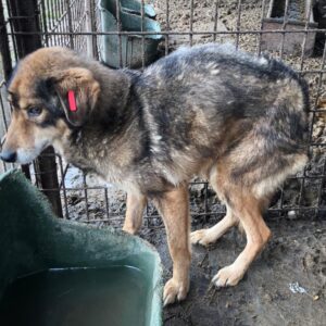 RHONA - auf PDR PS im PLZ Bezirk 18 *vermittelt*