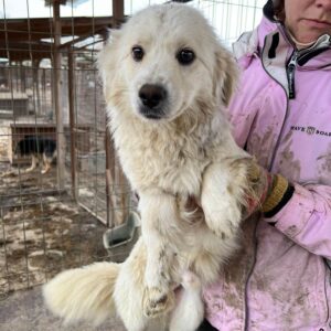FLOCKI - reserviert TST Rösrath - vermittelt
