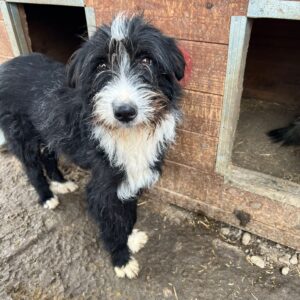 YAELI - reserviert Alexandra - vermittelt