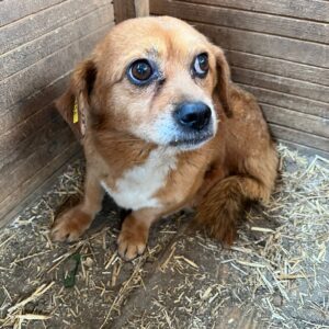 STUBS - reserviert TST Rösrath - vermittelt