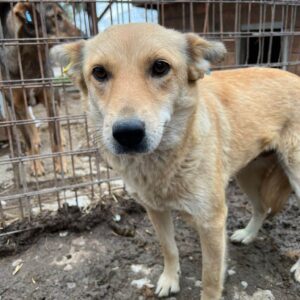 ARYA - auf PDR PS im PLZ Bezirk 72 - vermittelt