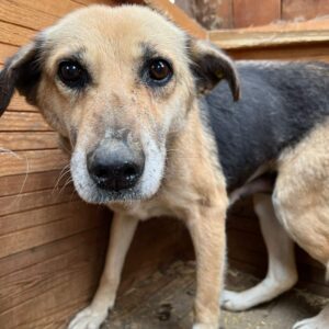 ELJA - zu dünn - reserviert Betty - vermittelt