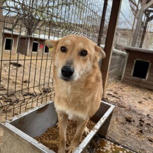 KALA - zu dünn - reserviert Betty - vermittelt